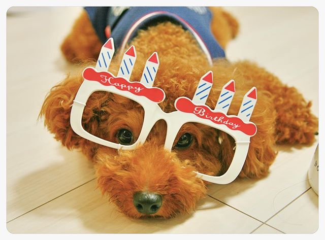 愛犬ポムの2歳の誕生日・これからも元気にスクスク育ってね♡＊＊＊＊レッスンのお問い合わせはHPまたはメールよりお願いいたします。info@klueur.com＊ご注文はメールまたは下記よりお願いいたします♪https://www.creema.jp/c/k-lueur＊＊＊#トイプードル #ウェディング #結婚式 #結婚祝い #プレゼント #クレイケーキ教室 #ウェディングアイテム #ウェルカムボード #クレイケーキ #clayart #ディプロマ#手作り #マカロンタワー #教室 #ハンドメイド #ディスプレイ #前撮り #日本クレイアート協会 #ringpillow #ティファニーブルー #クレイ#プチギフト #女子力アップ #ベビーシャワー #マカロン#横浜#clay #習い事 #トイプー #プレ花嫁